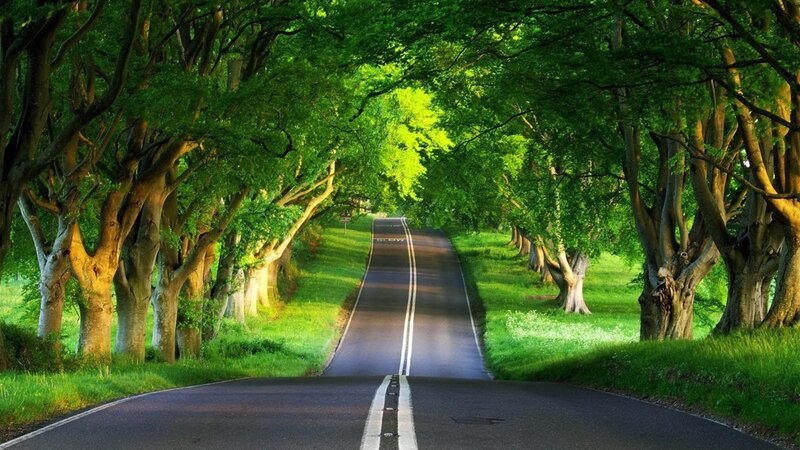 Road Through Tree Tunnel