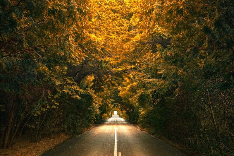 Road Through Tree Tunnel — Yellow