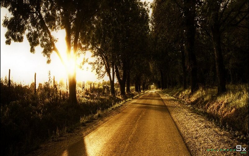 Road Through Trees at Sunset — Gold