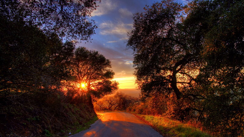 Road Through Trees at Sunset — Orange, Dramatic