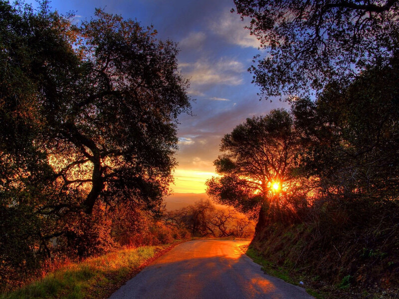 Road Through Trees at Sunset — Orange, Serene, Photograph