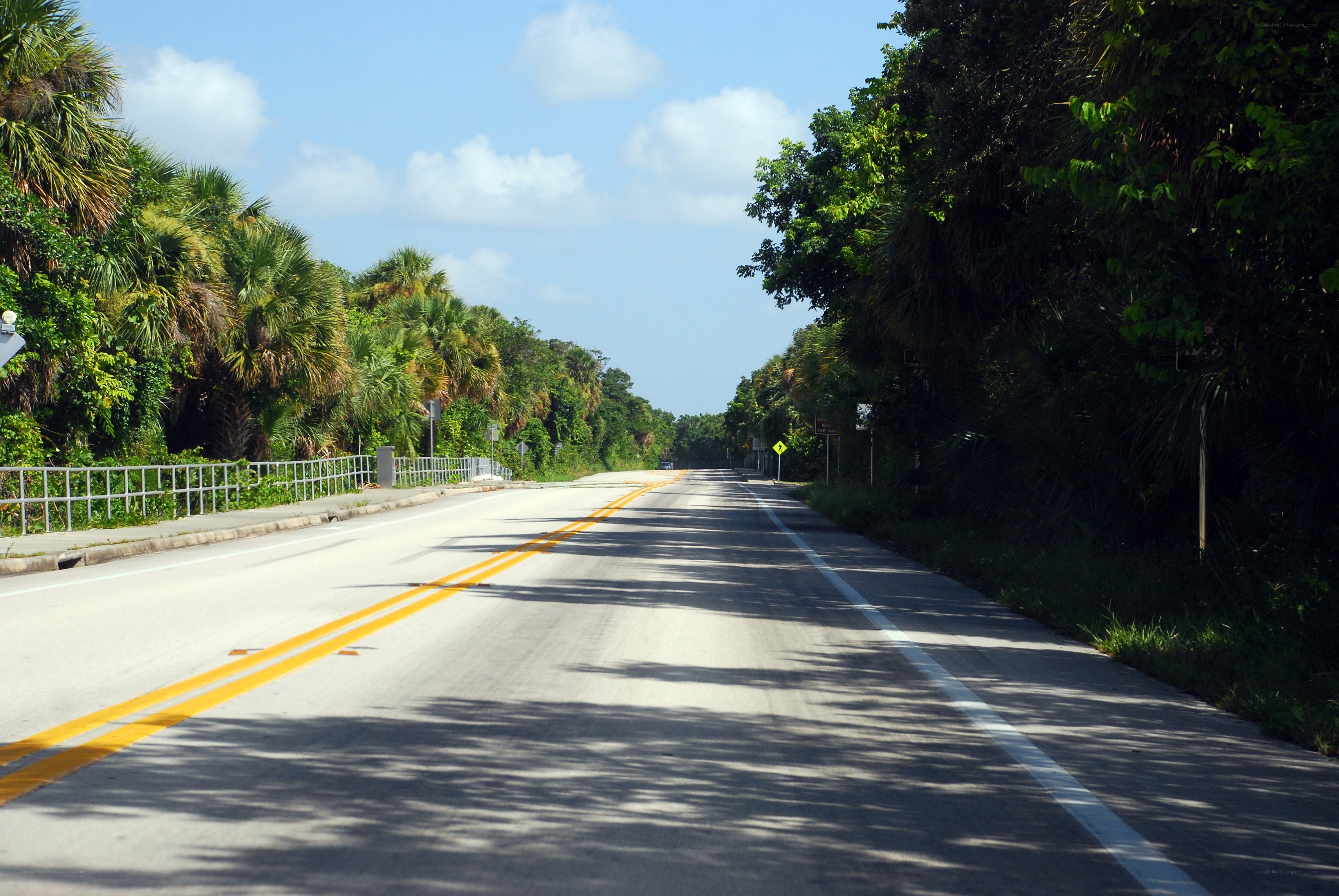Road through tropical forest