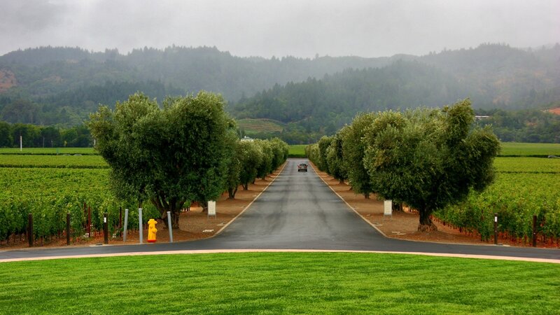 Road Through Vineyard — Green, Serene, Morning
