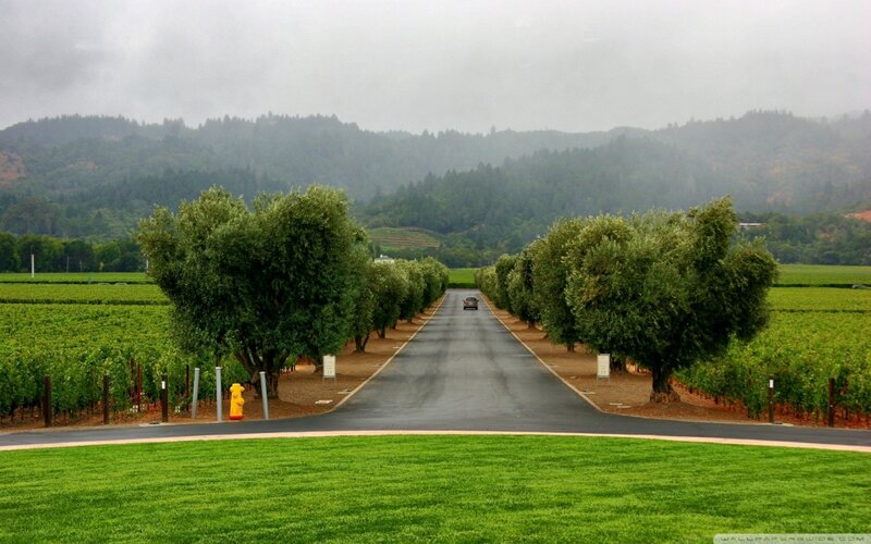 Road Through Vineyard — Green