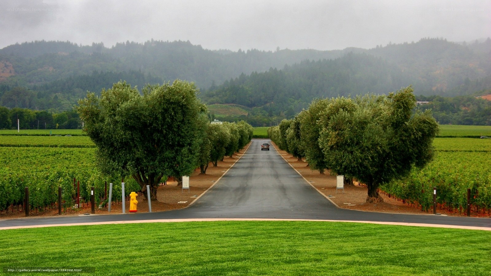 Road through vineyard landscape