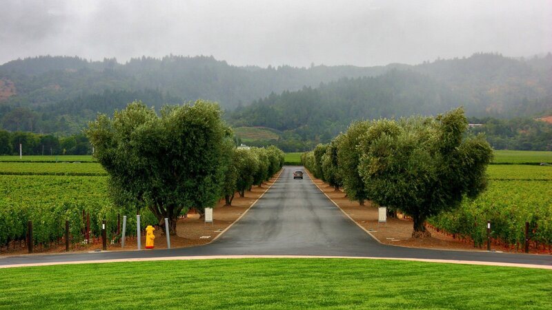 Road through vineyard with trees