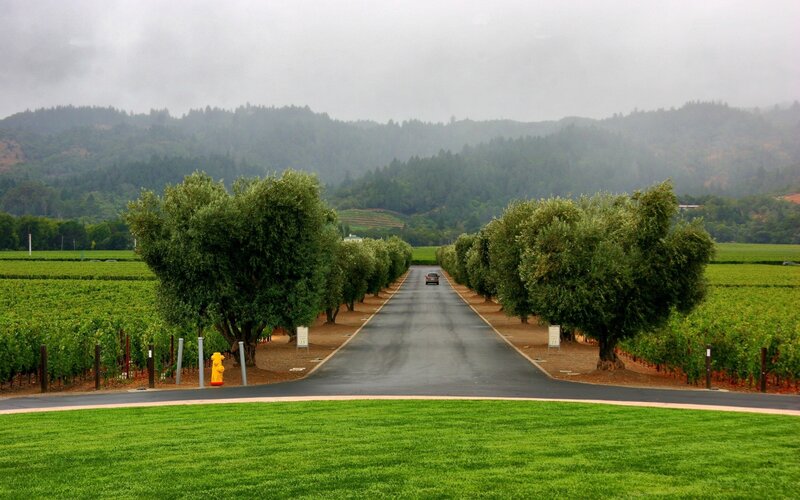 Road through vineyard with trees