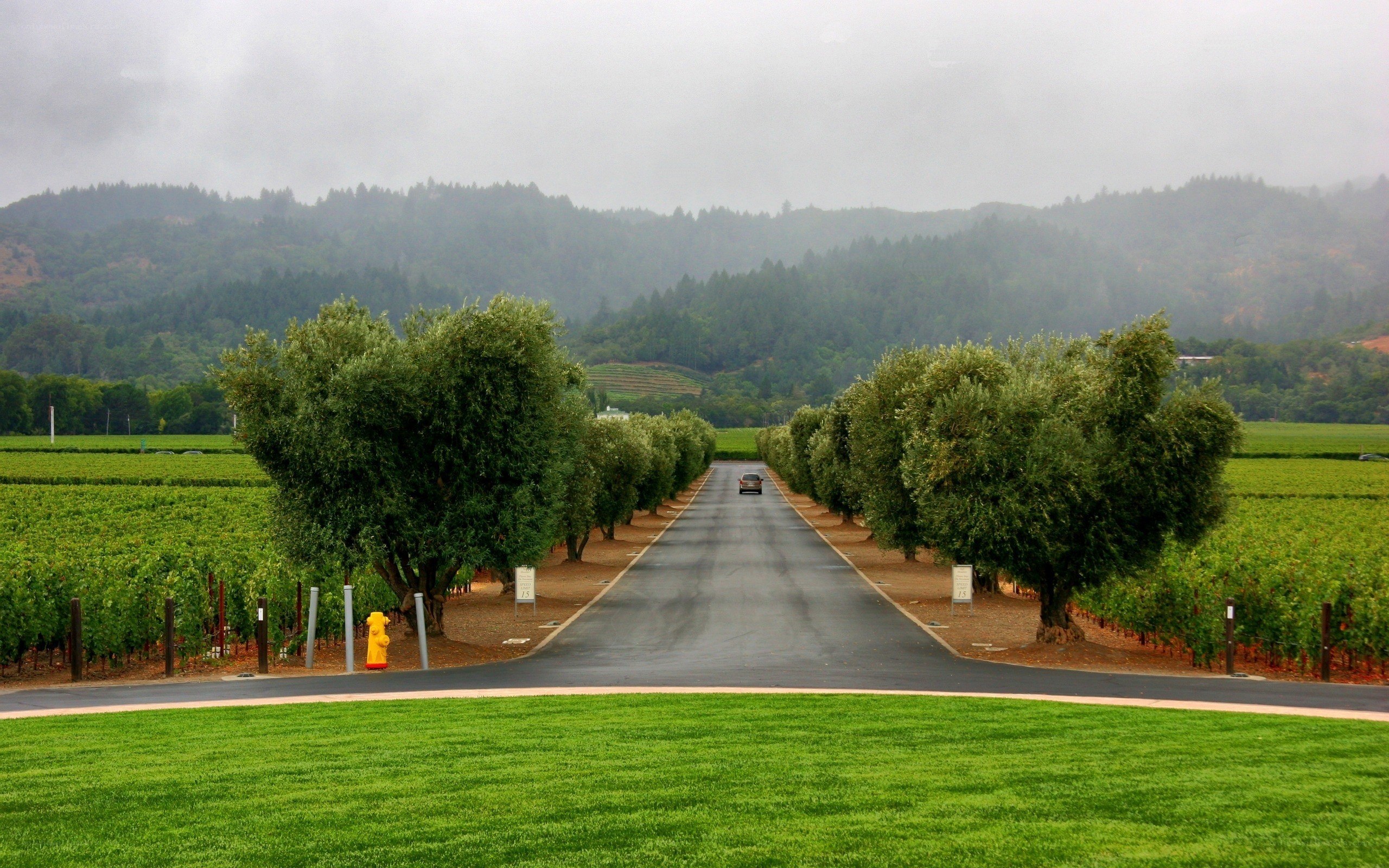 Road through vineyard with trees