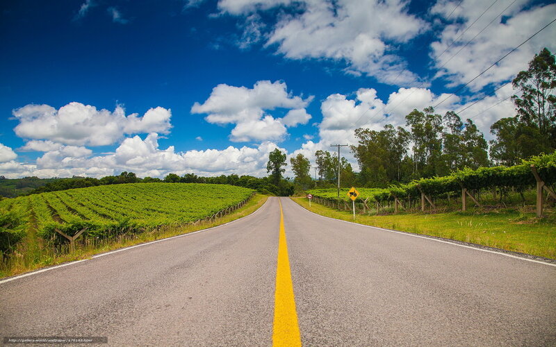 Road Through Vineyards