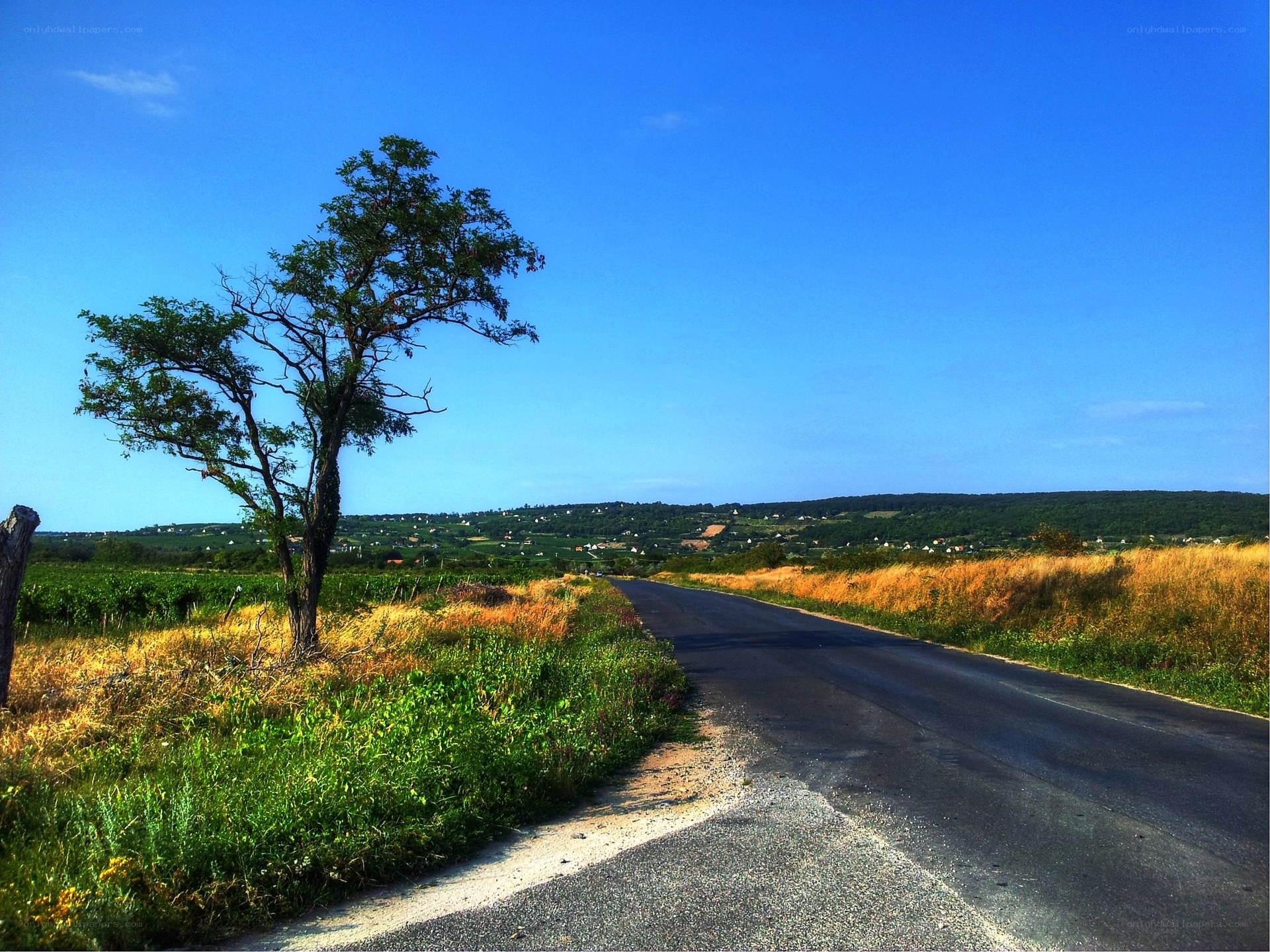 Road through vineyards under blue sky