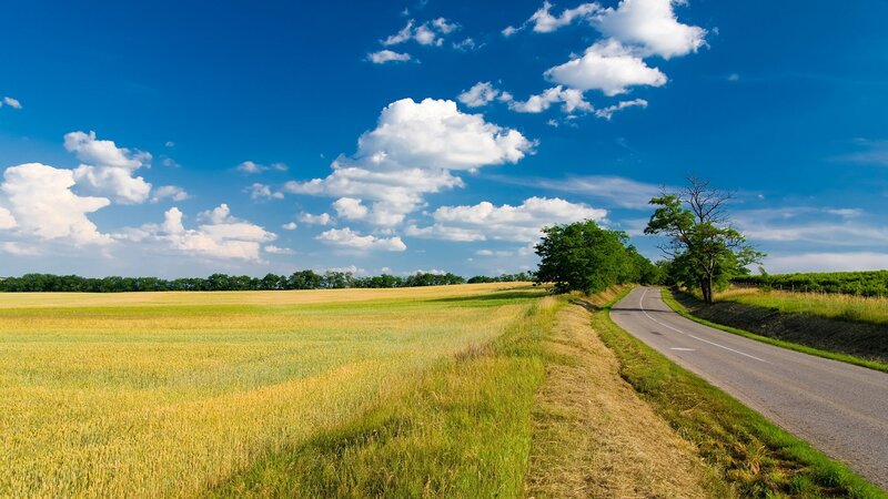 Road Through Wheat Field