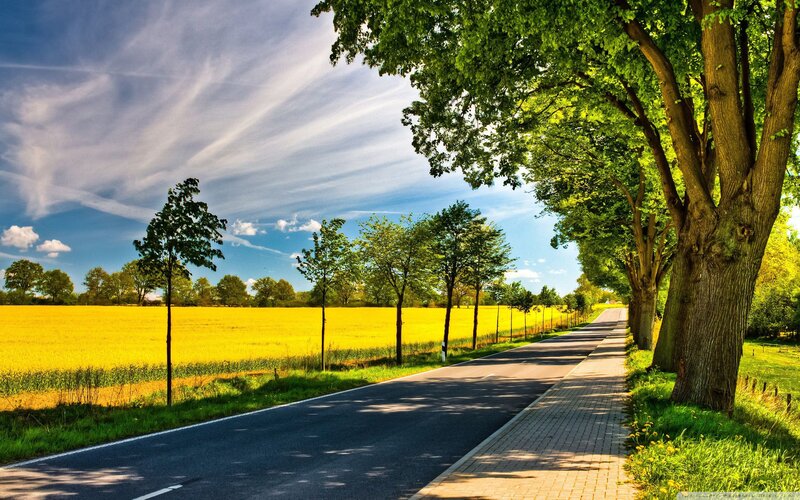 Road Through Yellow Field — Serene, Afternoon, Photograph