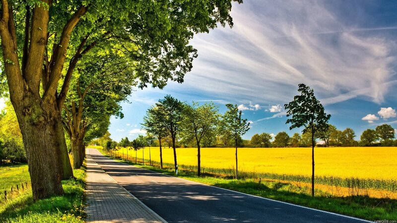 Road Through Yellow Field — Serene, Afternoon, Photograph, Trees, Sky, Green, Blue
