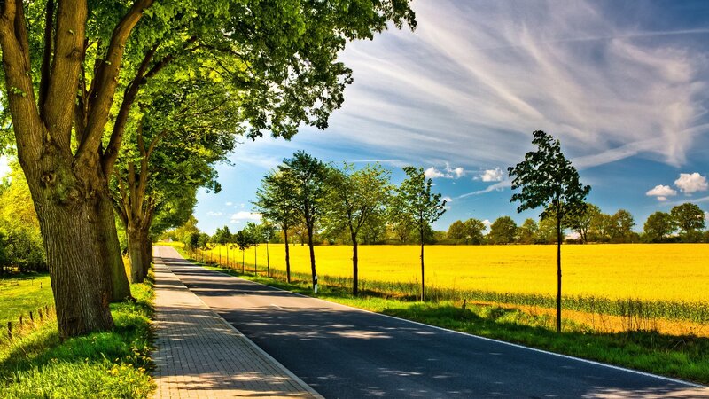 Road Through Yellow Field — Serene, Afternoon, Photograph, Trees, Sky, Pavement