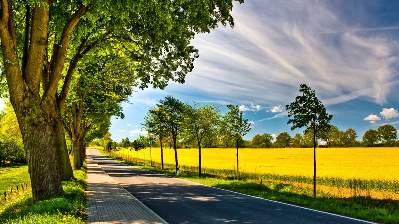 Road Through Yellow Field — Serene, Afternoon, Photograph, Trees