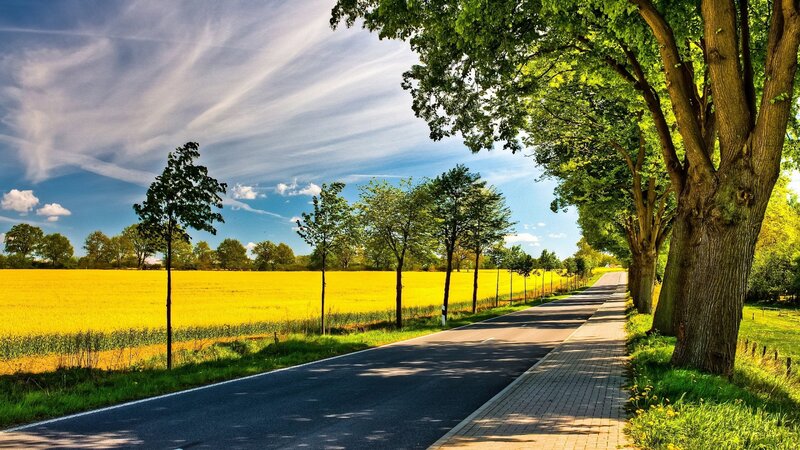 Road Through Yellow Field — Serene