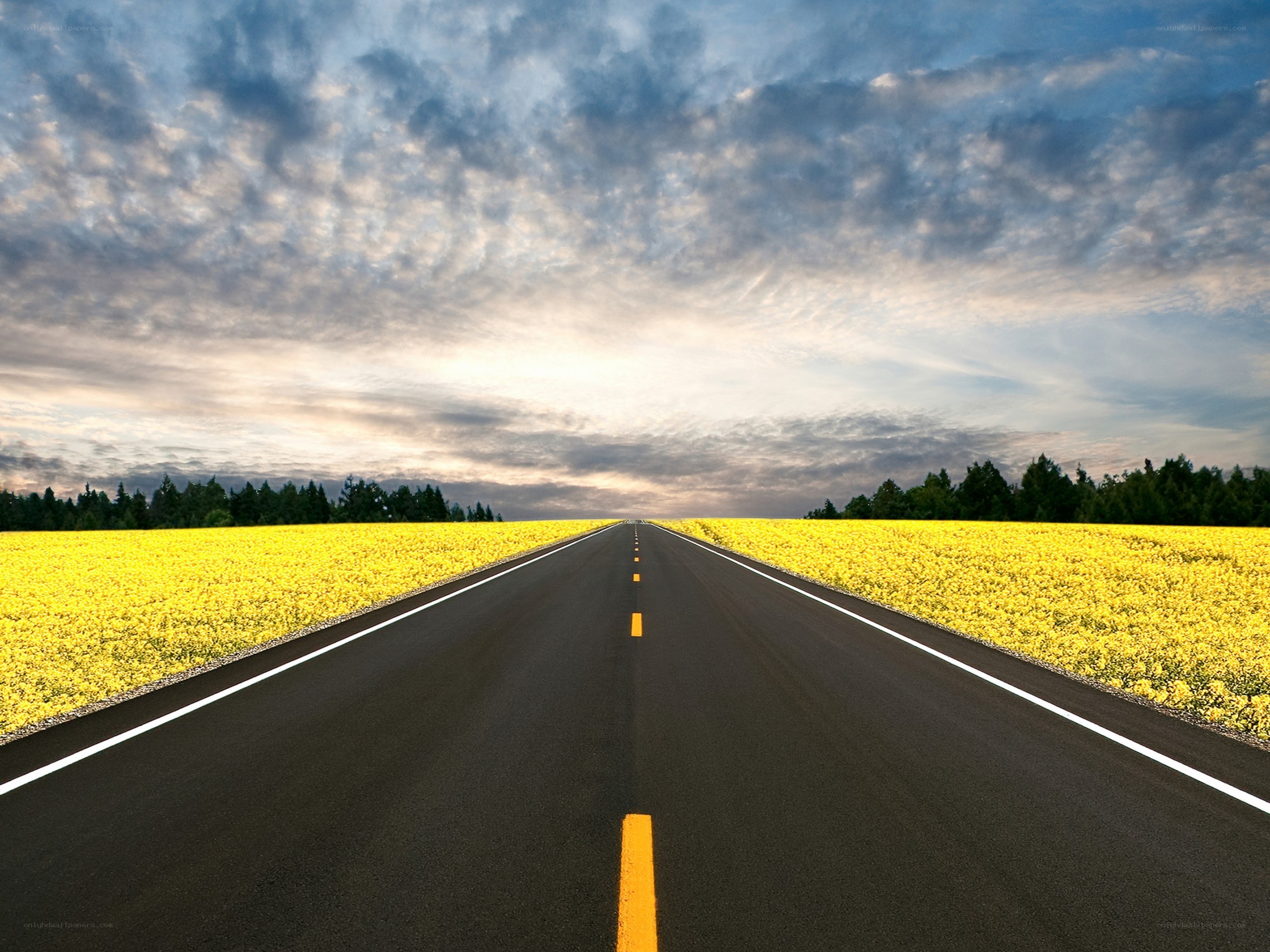 Road through yellow fields