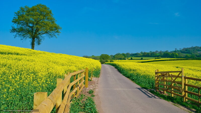 Road Through Yellow Fields — Serene, Afternoon, Photograph, Tree