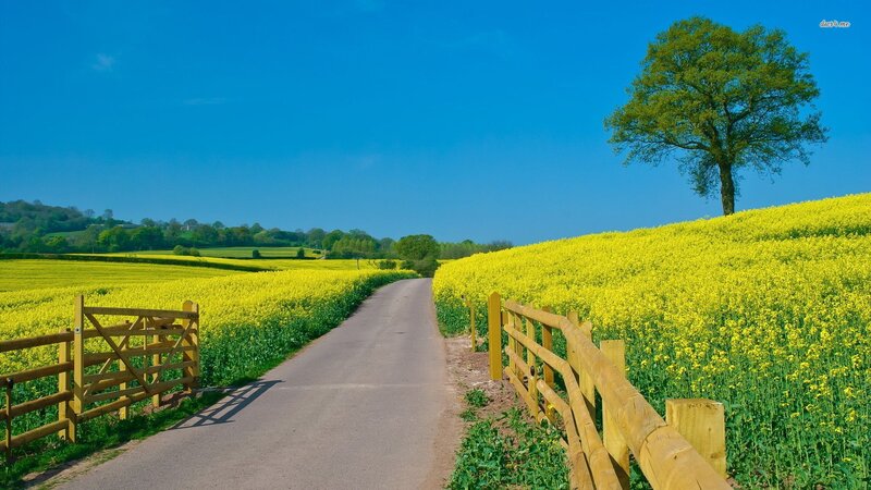 Road Through Yellow Fields — Serene, Afternoon