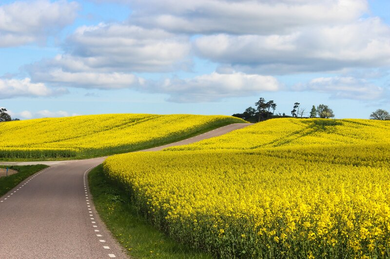 Road Through Yellow Fields — Serene, Spring