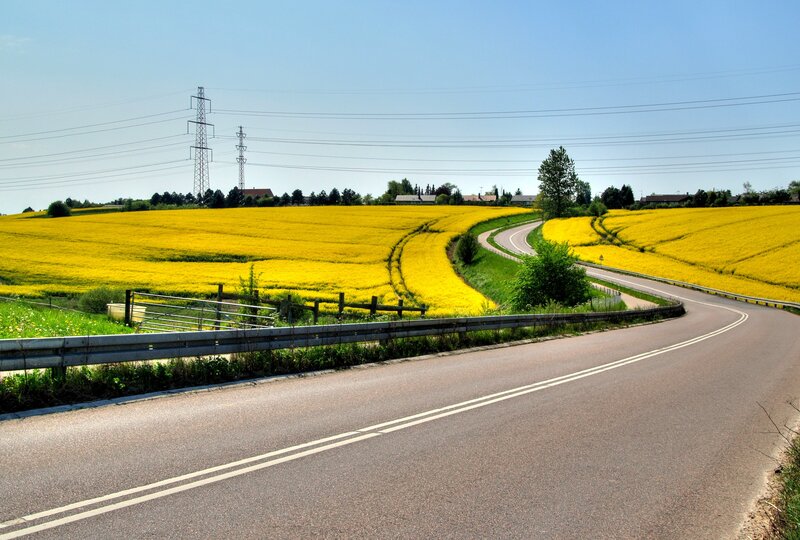 Road through yellow flower fields
