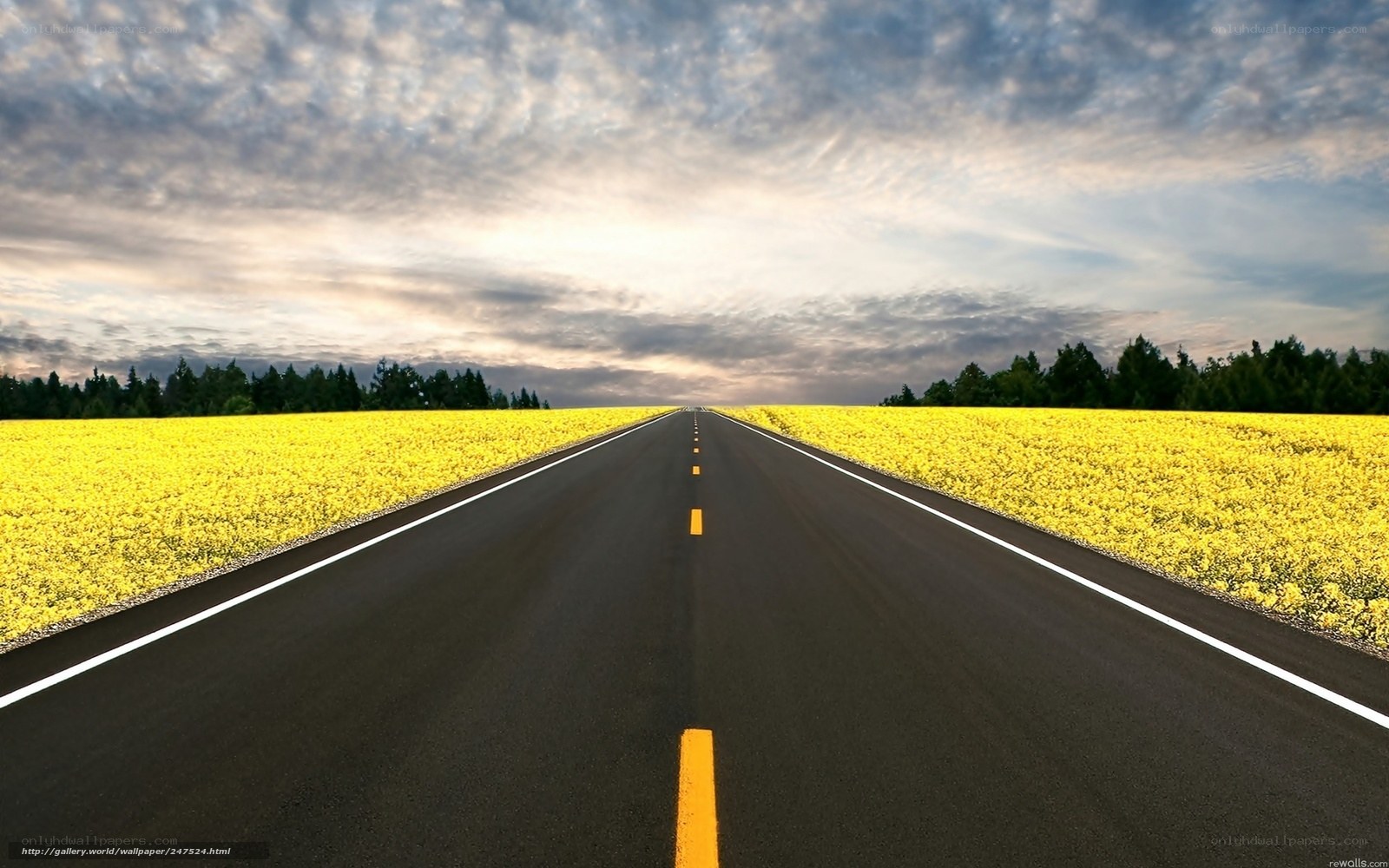 Road through yellow flower fields