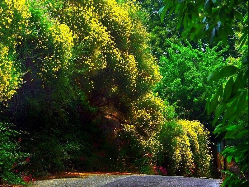 Road through yellow-flowered trees