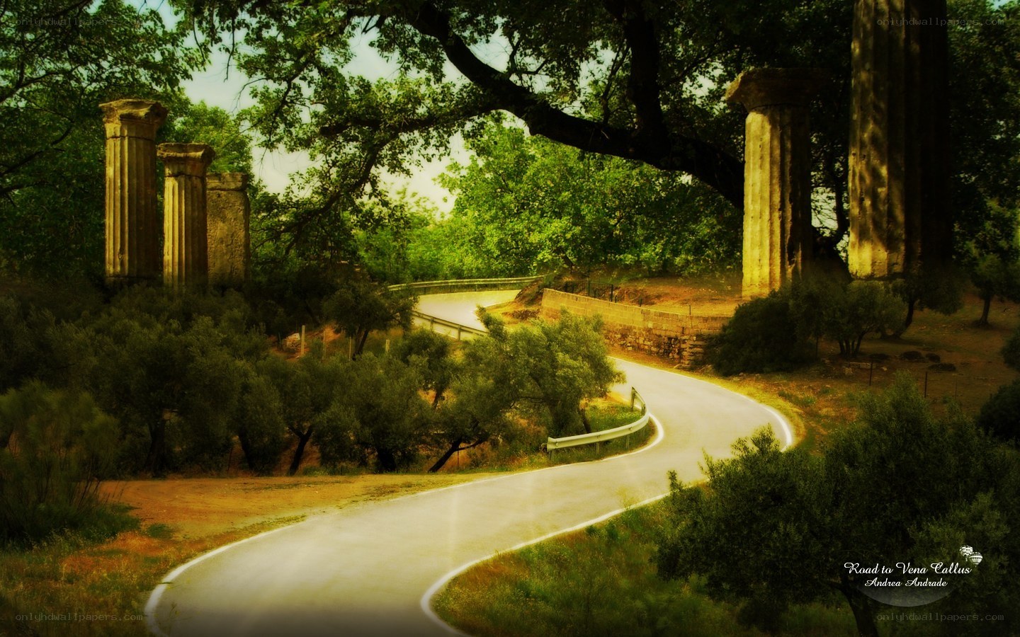 Road to Venus Callus