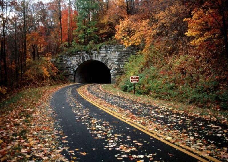 Road Tunnel in Forest