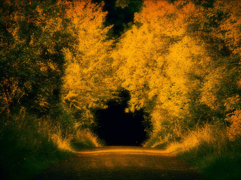 Road Tunnel under Trees — Yellow