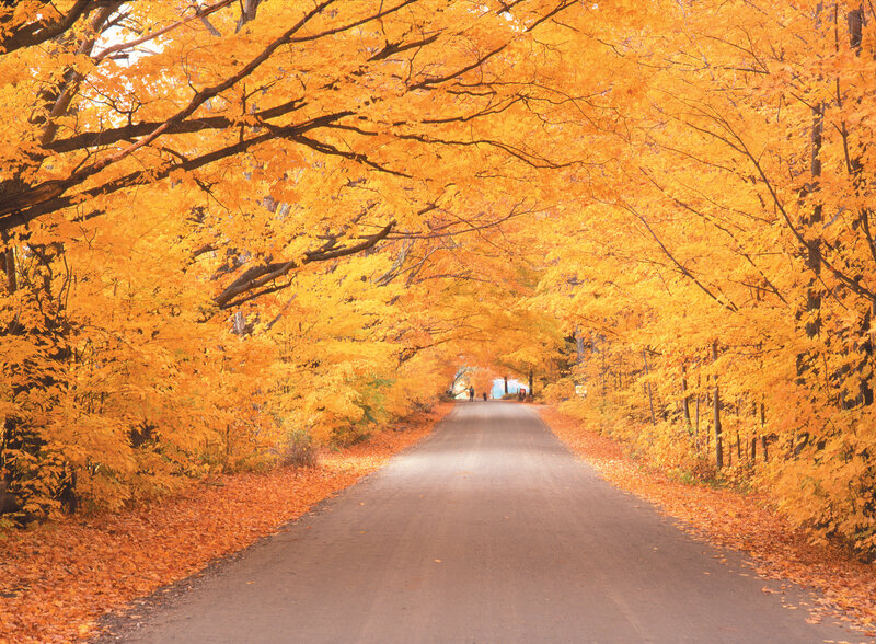 Road under Autumn Canopy