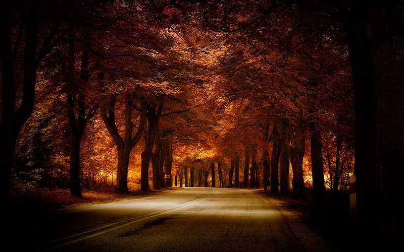 Road under Autumn Trees — Orange