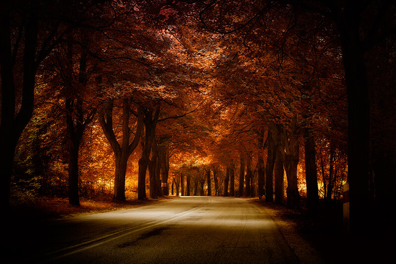 Road under Autumn Trees