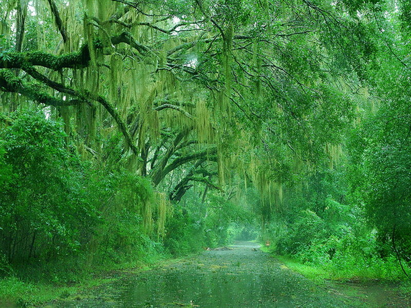 Road under Moss-covered Trees
