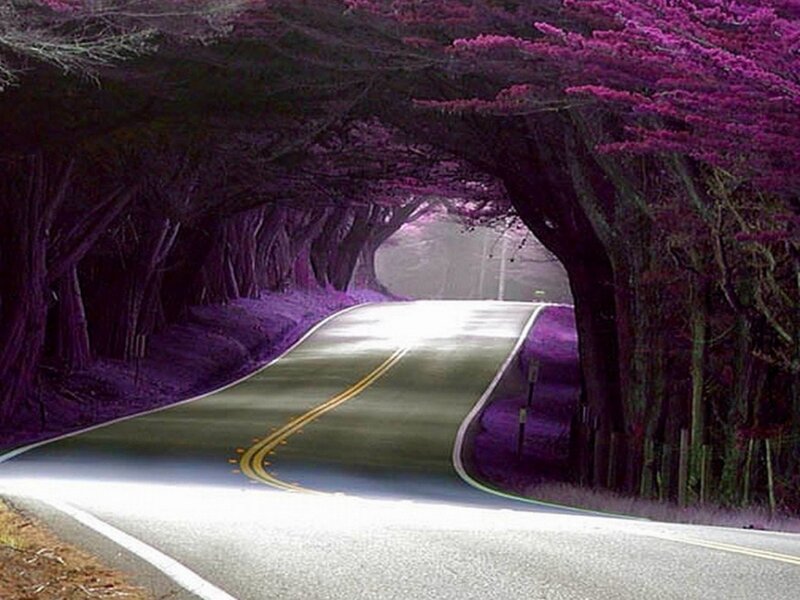 Road under Purple Trees