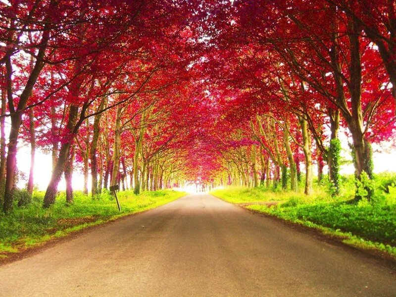 Road under Red Canopy
