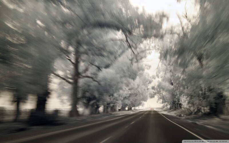 Road under Tree Canopy — Gray