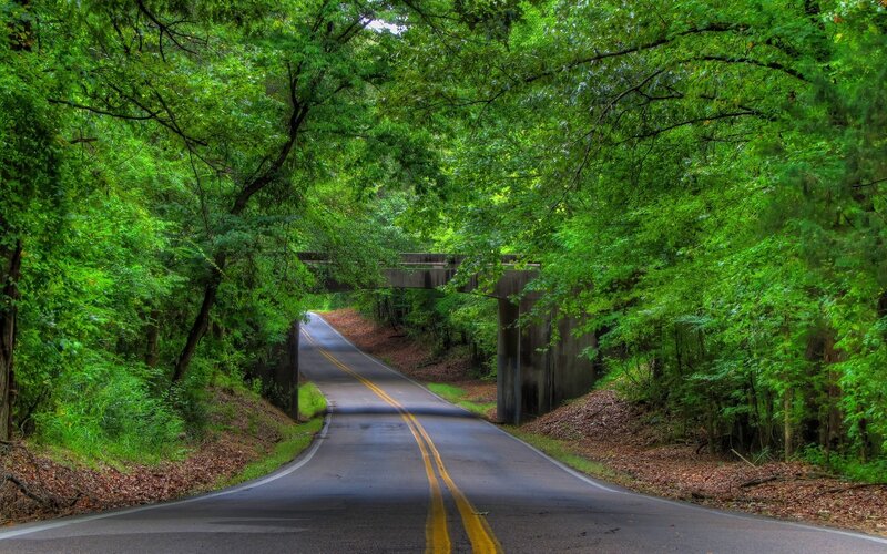 Road under Tree Canopy — Green, Serene, Afternoon, Photograph, Bridge