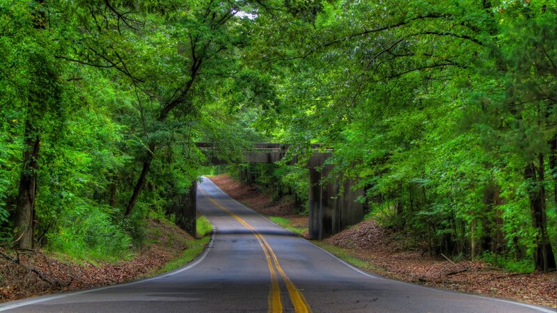 Road under Tree Canopy — Green, Serene, Afternoon, Photograph, Bridge, Trees