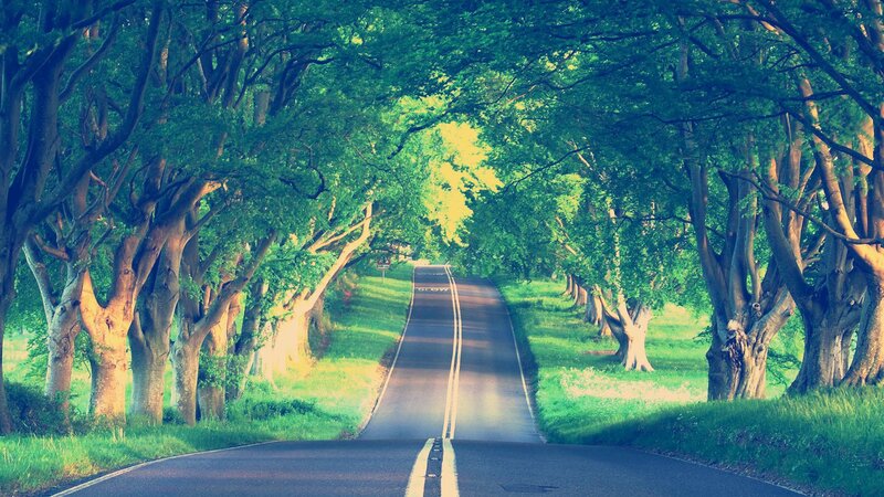 Road under Tree Canopy — Green, Serene, Afternoon, Photograph