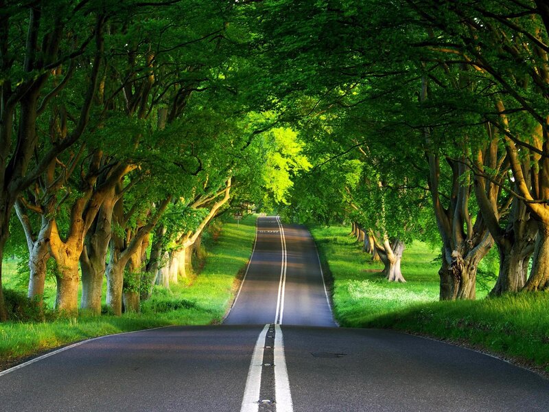 Road under Tree Canopy — Green, Serene, Afternoon, Photograph, Trees