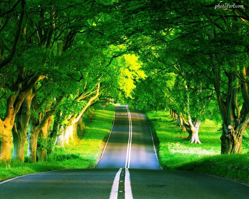 Road under Tree Canopy — Green, Serene, Afternoon