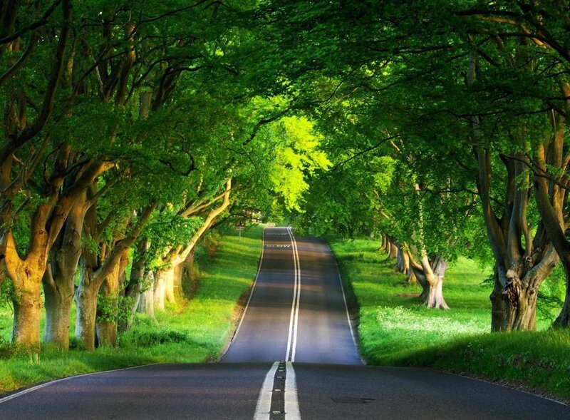 Road under Tree Canopy — Green, Serene