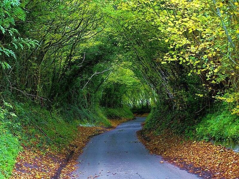 Road under Tree Canopy — Green