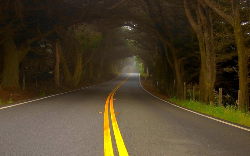 Road under Tree Tunnel — Gray