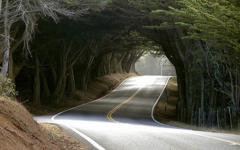 Road under tree tunnel