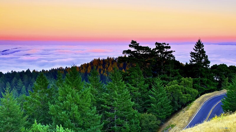 Road Winding Through Forest