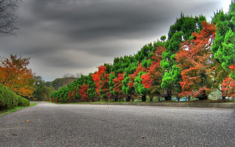 Road with Autumn Trees — Green, Dramatic, Photograph