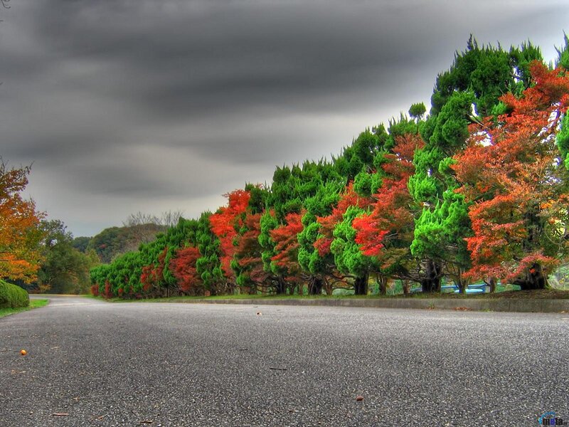 Road with Autumn Trees — Green