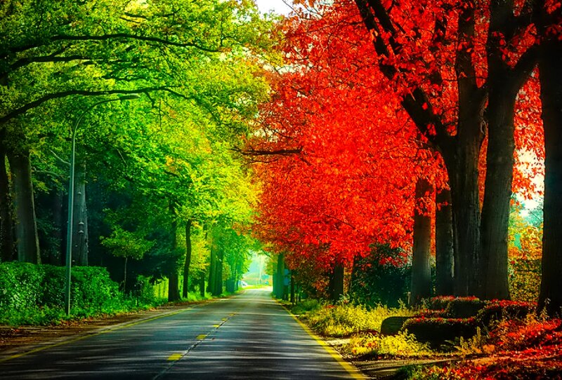 Road with Autumn Trees — Red
